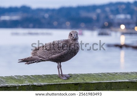 Similar – Image, Stock Photo Nature meets urbanity