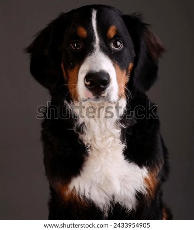 Similar – Image, Stock Photo Bernard mountain dog with broken tusks