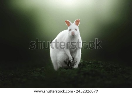Similar – Image, Stock Photo Cute white albino squirrel sitting on a branch
