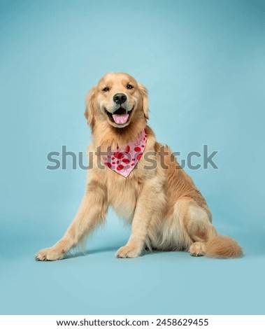 Similar – Foto Bild Bezaubernder Golden Retriever Hund im gelben Feld bei Sonnenuntergang. Wunderschönes Porträt eines jungen Hundes. Haustiere im Freien und Lebensstil