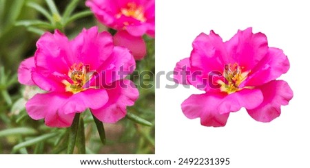 Similar – Image, Stock Photo Pink flowers Flower