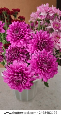 Similar – Foto Bild Violette Chrysantheme und Blütenblätter