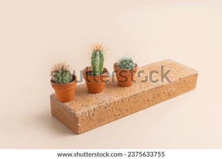 Similar – Image, Stock Photo Three mini cactus in white ceramic pots on grey concrete table background