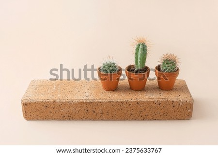 Similar – Image, Stock Photo Three mini cactus in white ceramic pots on grey concrete table background