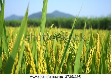 Close-Up Of A Rice Plant Stock Photo 37358395 : Shutterstock