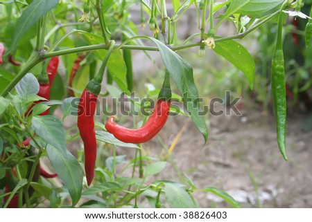 Hot peppers chili at the plants