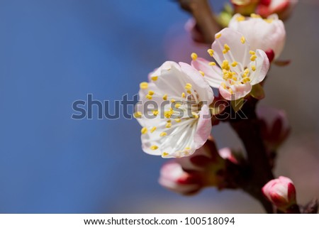 Background with beautiful white cherry flowers on spring