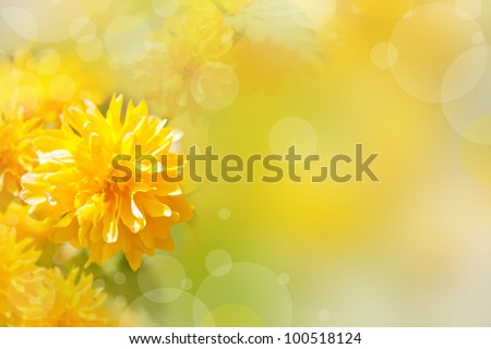 Beautiful yellow flowers on a bokeh background