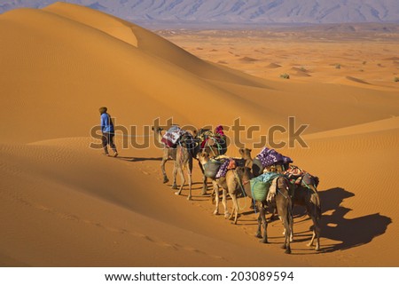 Camel caravan moving in Sahara desert in morning.