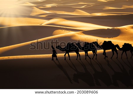 Camel caravan moving in Sahara desert at sunset.