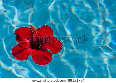 Red hibiscus flower floating in water
