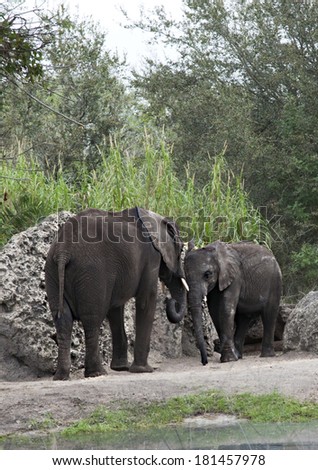 Couple of elephants in animal kingdom park