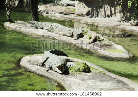 Group of crocodiles in animal kingdom park