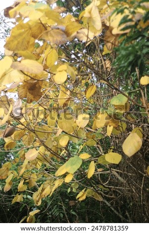 Similar – Image, Stock Photo Small everyday wild plants from the roadside have been in the jar as a bouquet for over two weeks and still give pleasure