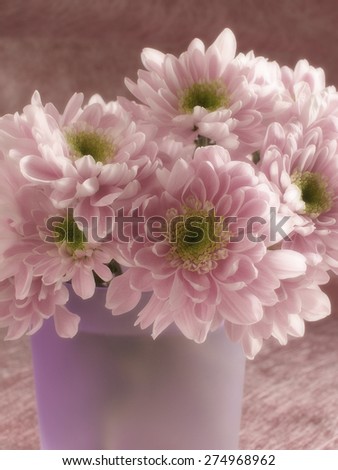 Light pink flowers, chrysanthemum, in a vase close-up on a warm background, soft focus, warm toned, vertical (portrait) orientation