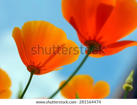 Flowers, field, blooming orange poppies on a background of blue sky, view from below. Colours: warm cold