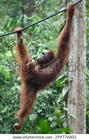 Orangutan on a background of green trees. The Orangutan park, Malaysia, Borneo, state Sarawak. The Hominids, Great Apes, Primates, Mammals, genus: Orangutans (Pongo pygmaeus), subfamily Pongidae.