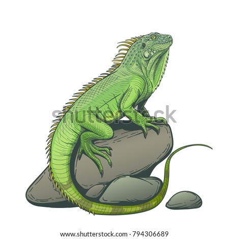 Iguana lizard on a stone hand drawn illustration