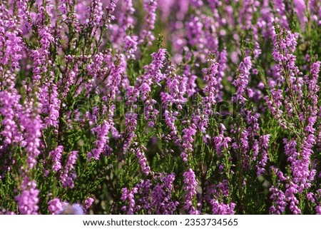 Similar – Image, Stock Photo Flowering heather as background