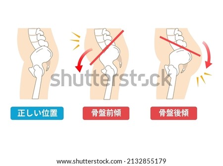 Relationship between pelvic tilt and posture
 Stock foto © 