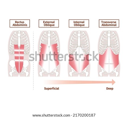 Anatomy of the abdominal muscle group muscle illustration set