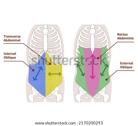 Illustration illustrating the direction of muscle fibers in the abdominal muscle group