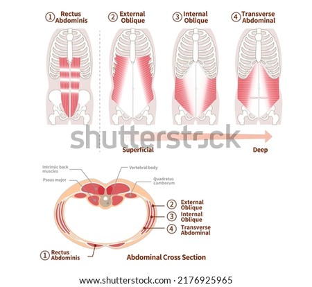 Illustration of positional structure and overlap of abdominal muscle groups Illustration Frontal and cross-sectional views