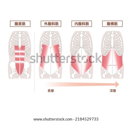 Anatomy of the abdominal muscle group muscle illustration set[Translation: Illustration of abdominal muscles, rectus abdominis, oblique abd]