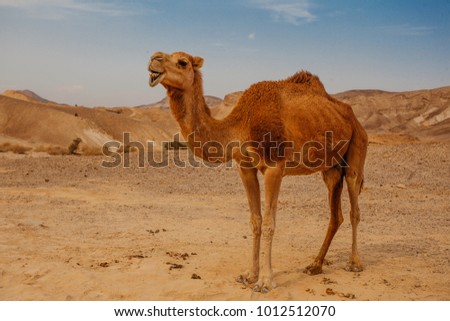 Similar – Image, Stock Photo Funny camels in desert