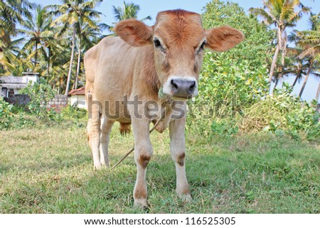 Funny small indian cow in Kerala