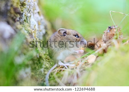 Cute wood mouse sitting on hind legs