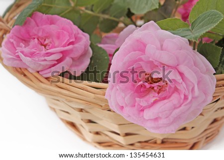 Pink roses in a basket