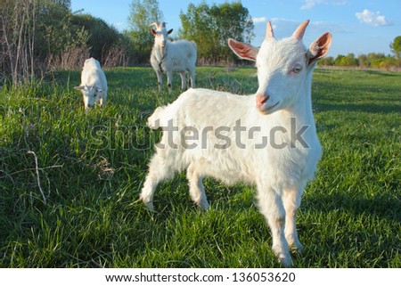 funny goats grazing in field