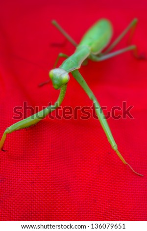 Praying Mantis or European mantis or Mantis Religiosa pointing