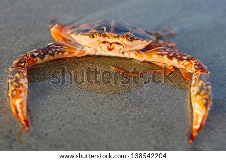 Funny crab taken in India, sitting on the sand
