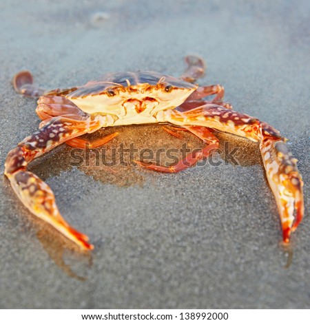 Funny red crab sitting on the sand taken in Goa, India