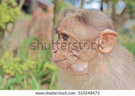 Funny monkey taken in Peruyar Wildlife sanctuary, Kerala, India