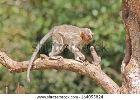 Funny monkey taken in Peruyar Wildlife sanctuary, Kerala, India