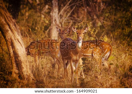Fallow deers making their way into the forest