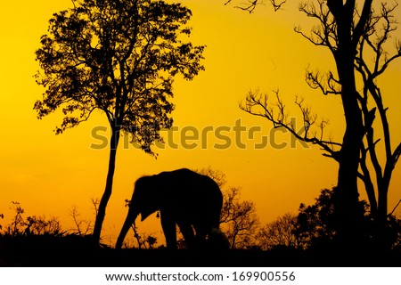 silhouette of african elephant against orange dusk dawnwith tree