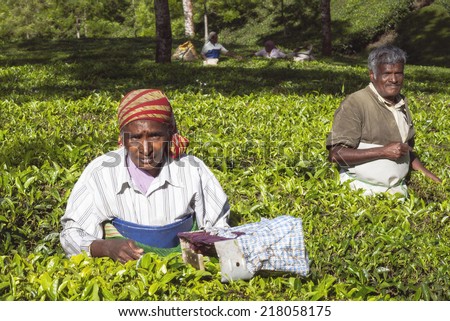 MUNNAR, INDIA - DECEMBER 8 : People picking tea leaves in a tea plantation, Munnar is best known as India\'s tea capital. December 8. 2013 - Munnar, Kerala, India