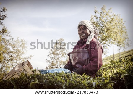 MUNNAR, INDIA - DECEMBER 8 : Woman picking tea leaves in a tea plantation, Munnar is best known as India\'s tea capital. December 8.,2013 - Munnar, Kerala, India