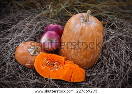 Pumpkin patch field with different typ of huge pumpkins for halloween or thanksgiving holiday.