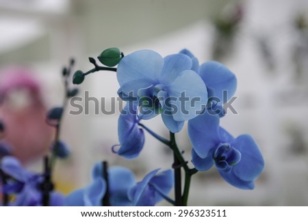 beautiful blue orchids