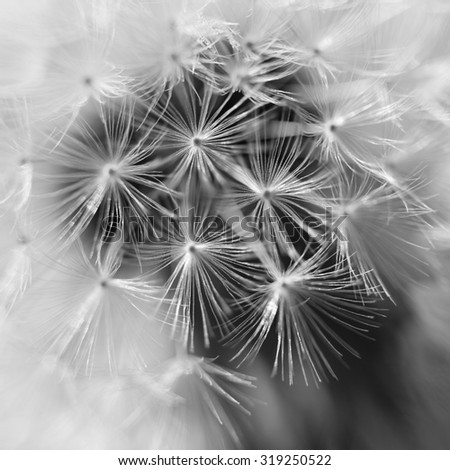 Dandelion inside,macro photography