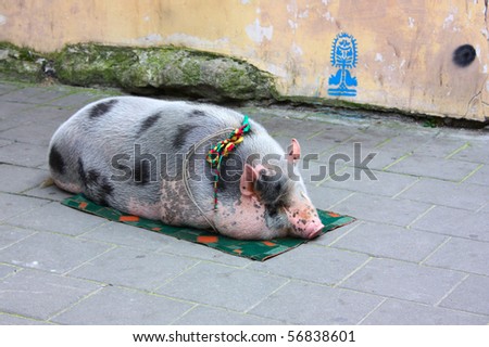 Pig sitting in the city road taken in Lviv, Ukraine, September