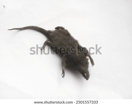 Similar – Image, Stock Photo dead mouse Animal Mouse