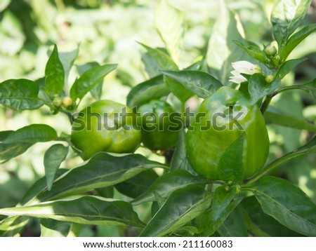 bell pepper plant with ripening green fruits