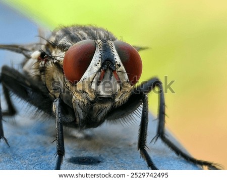 Similar – Image, Stock Photo Macro image: Fine hairs and seeds of a plant