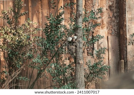 Similar – Image, Stock Photo Viva Europa | European flag on a balcony